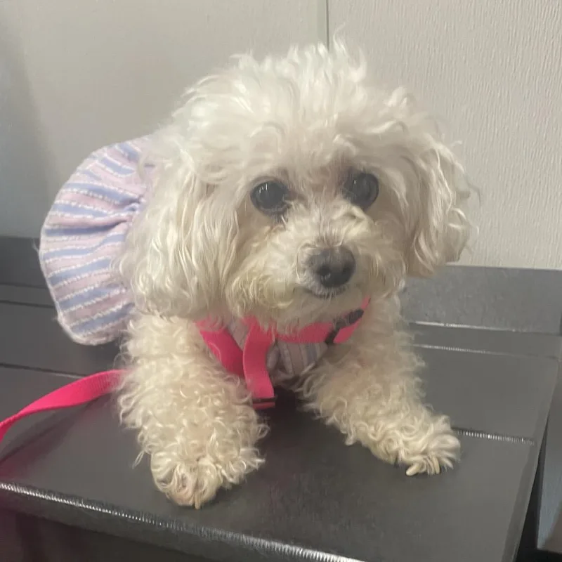 A senior small-sized female White / Cream Maltese dog named Gigi Rivers for adoption in Tampa, FL