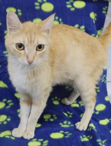 An adult medium-sized female Domestic Short Hair cat named Peach for adoption in Thief River Falls, MN