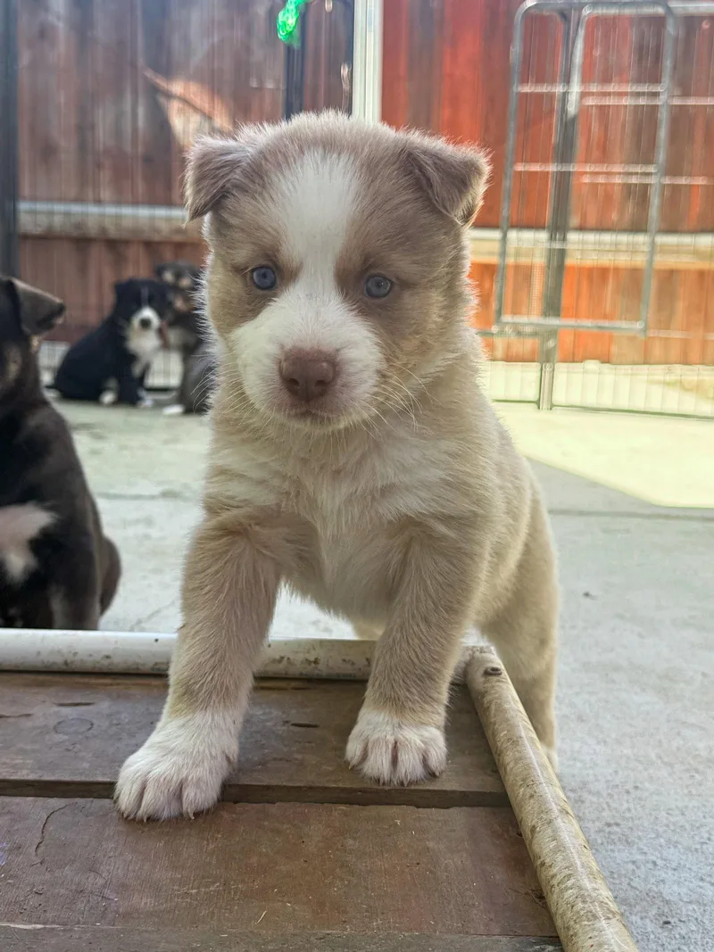 Marilynn's Puppy Muse