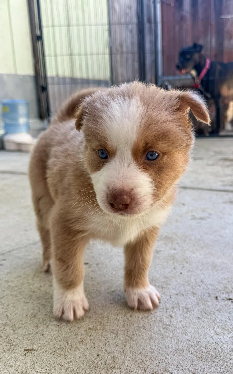 Marilynn's Puppy Muse thumbnail 2