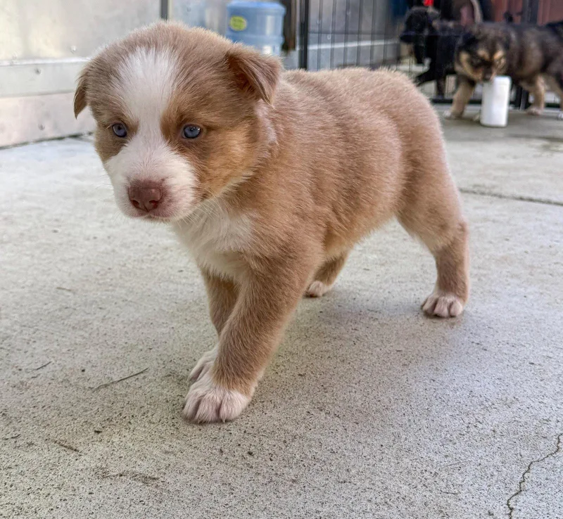 Marilynn's Puppy Muse thumbnail 3