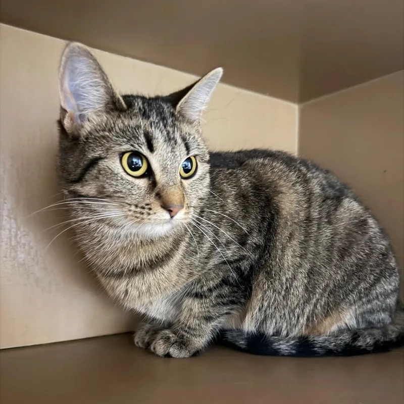 A young medium-sized female Brown / Chocolate Domestic Short Hair cat named Tabby for adoption in Madisonville, KY