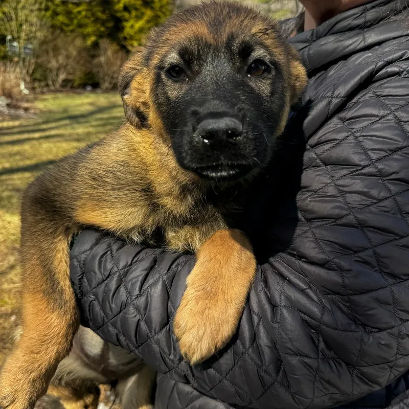 Ny Cindy Crawford Avail