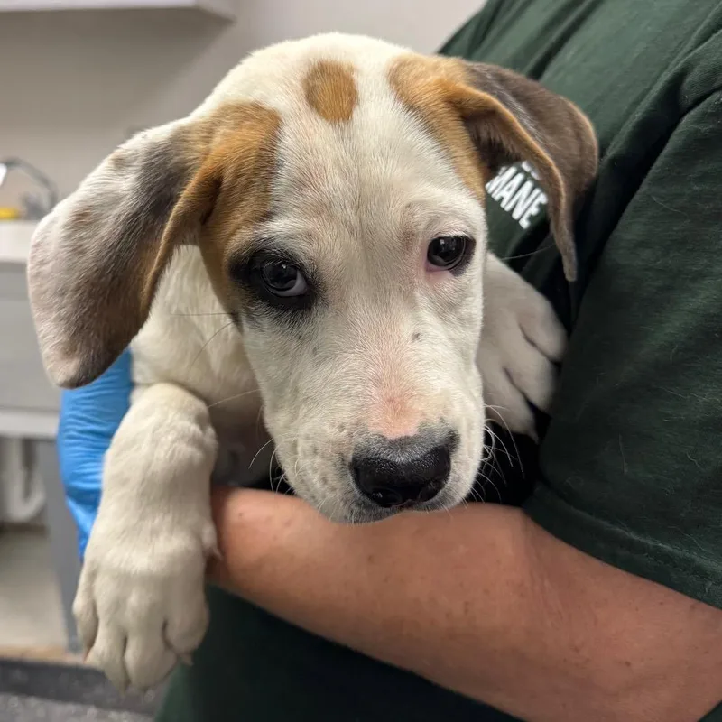 A baby small-sized male Brown / Chocolate Mixed Breed dog named Heathcliff for adoption in Columbiana, AL