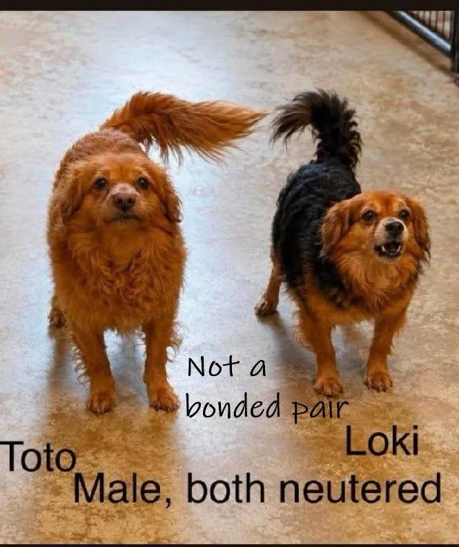An adult small-sized male Black Mixed Breed dog named Toto  arriving  for adoption in Chardon, OH