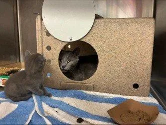 A young small-sized female Blue Cream Russian Blue cat named Semi for adoption in Raleigh, NC
