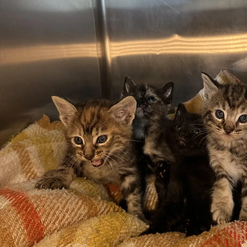 A baby small-sized female Torbie Domestic Short Hair cat named Puebla for adoption in Los Angeles, CA