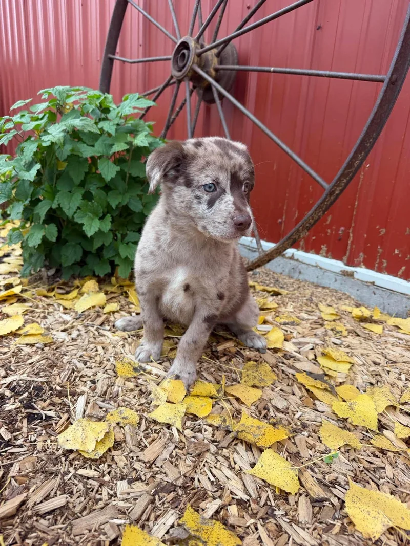 A baby medium-sized male Cattle Dog named Chips Ahoy for adoption in Grand Forks, ND