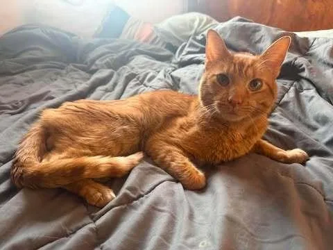 A young medium-sized male Domestic Short Hair cat named Rocket Pop for adoption in Chicago, IL