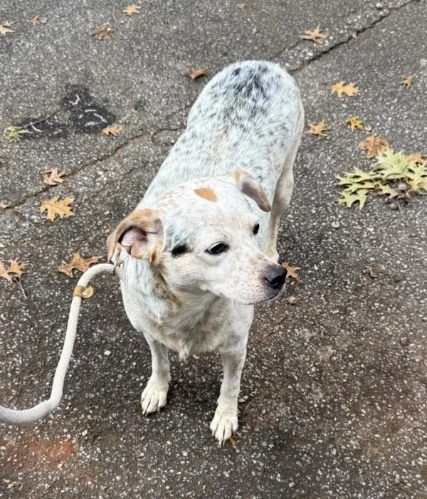 An adult medium-sized male Australian Cattle Dog / Blue Heeler dog named Nc for adoption in Lawrenceville, GA