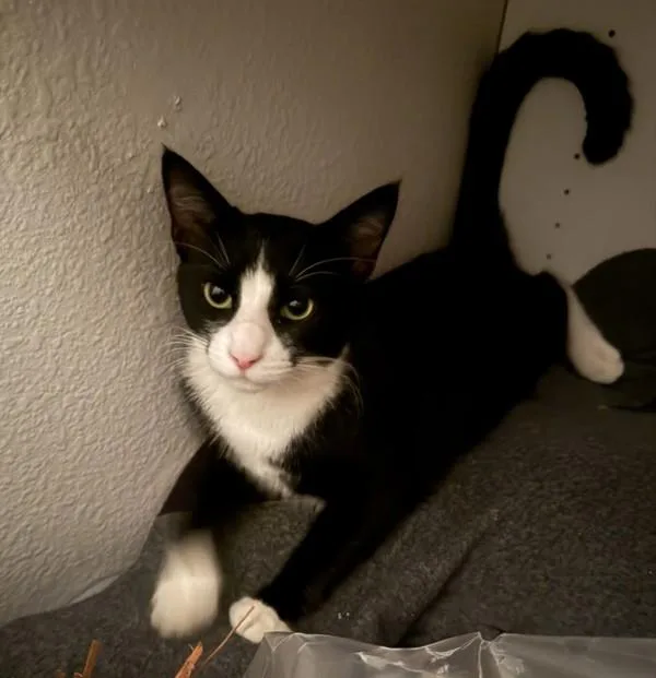 A young small-sized male Domestic Short Hair cat named Hewo for adoption in Oceanside, CA