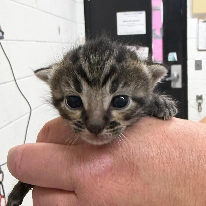 A baby small-sized male Black Domestic Short Hair cat named Poblano for adoption in Ardmore, OK