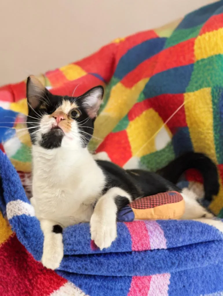 A baby medium-sized female Calico Domestic Short Hair cat named Frida for adoption in Houston, TX
