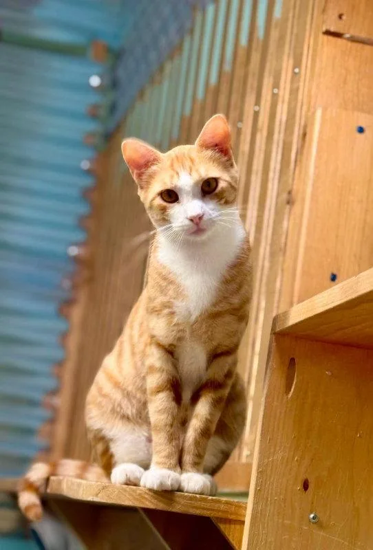 A young medium-sized male Orange & White Domestic Short Hair cat named Kabal for adoption in Gonic, NH
