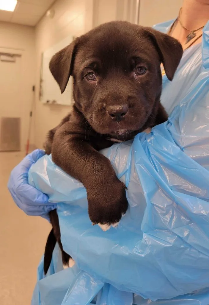 A baby medium-sized female Pit Bull Terrier dog named Guinea for adoption in Chillicothe, OH