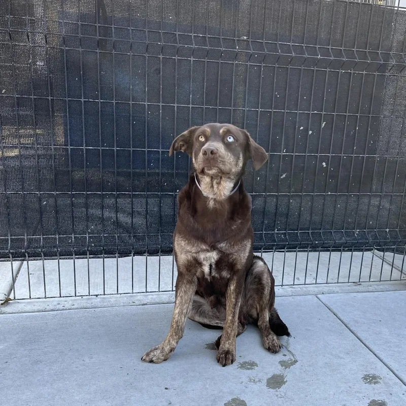 Coco Puff thumbnail 2