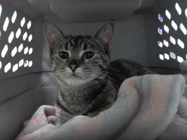 An adult small-sized female Domestic Short Hair cat named Fergie for adoption in Omaha, NE