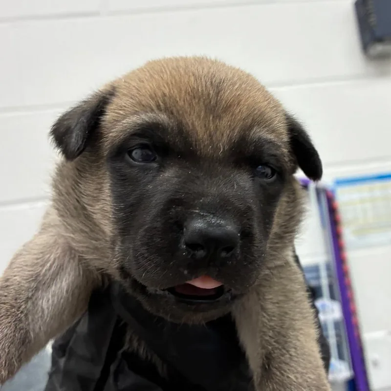 A baby small-sized female Brown / Chocolate Shepherd dog named Beretta for adoption in Corpus Christi, TX