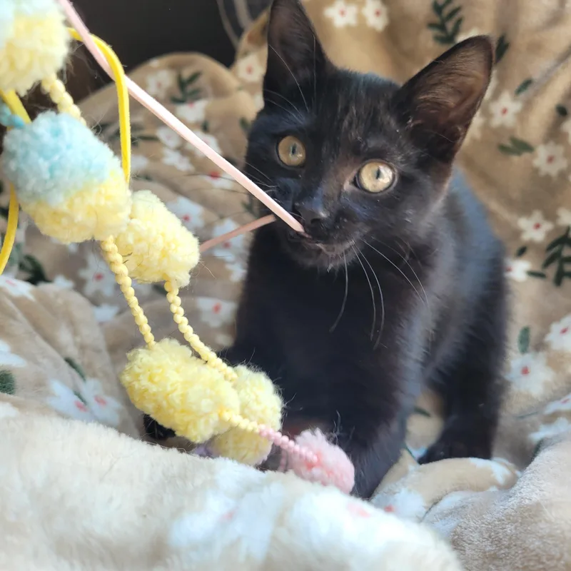A baby medium-sized female Black Domestic Short Hair cat named Luna for adoption in Whitestown, IN