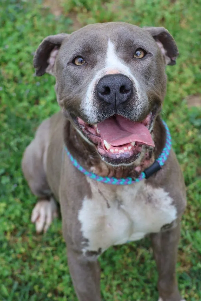 An adult medium-sized female Mixed Breed dog named Clementine for adoption in Columbia, TN