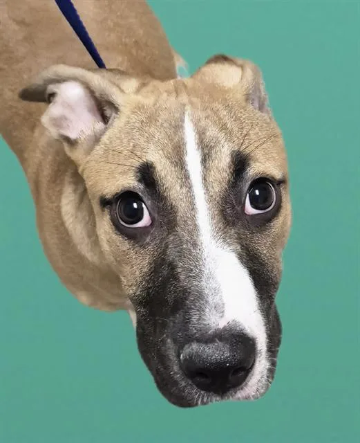 A baby small-sized male Pit Bull Terrier dog named Hamilton for adoption in Bakersfield, CA