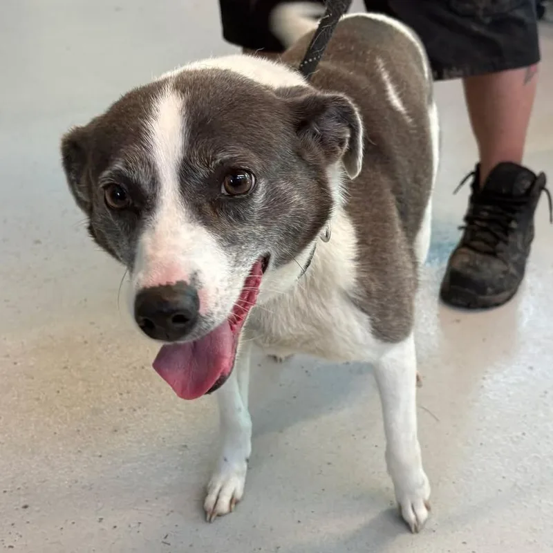 An adult medium-sized female Gray / Blue / Silver Mixed Breed dog named Kanga for adoption in Huntington, WV