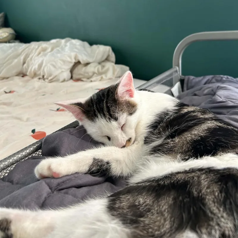 A baby medium-sized male Domestic Short Hair cat named Panchito for adoption in Royal Oak, MI