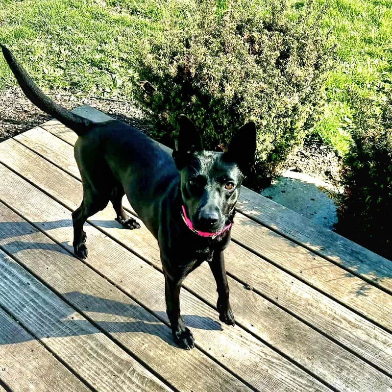 Meet Kiwi thumbnail 2