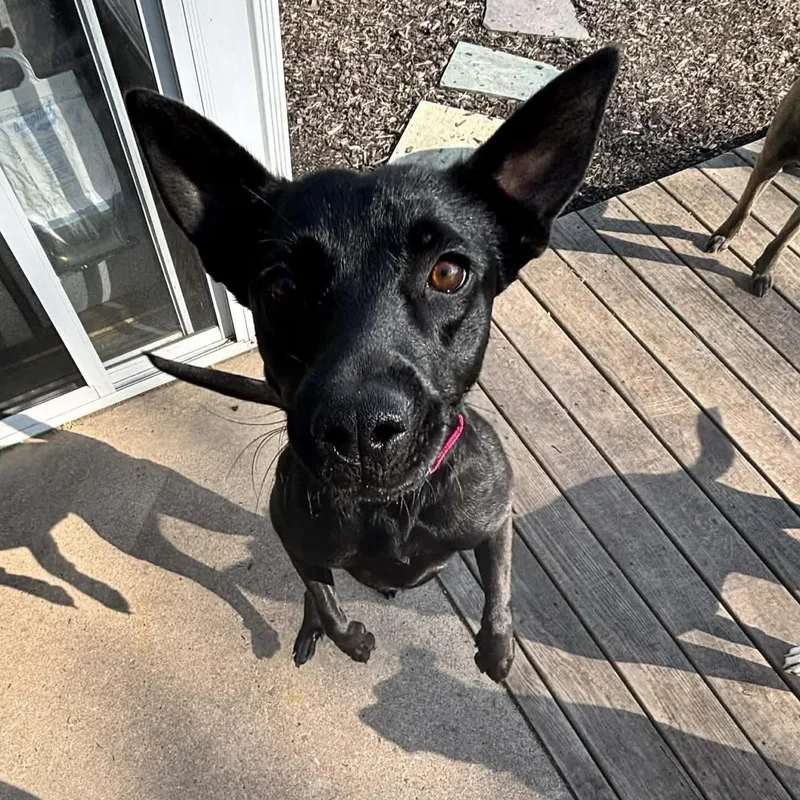 A young medium-sized female Black Shepherd dog named Meet Kiwi for adoption in Blue Bell, PA