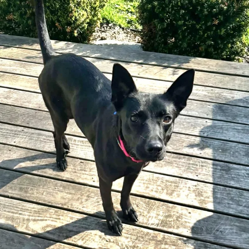 Meet Kiwi thumbnail 3