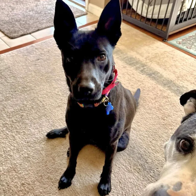 Meet Kiwi thumbnail 4