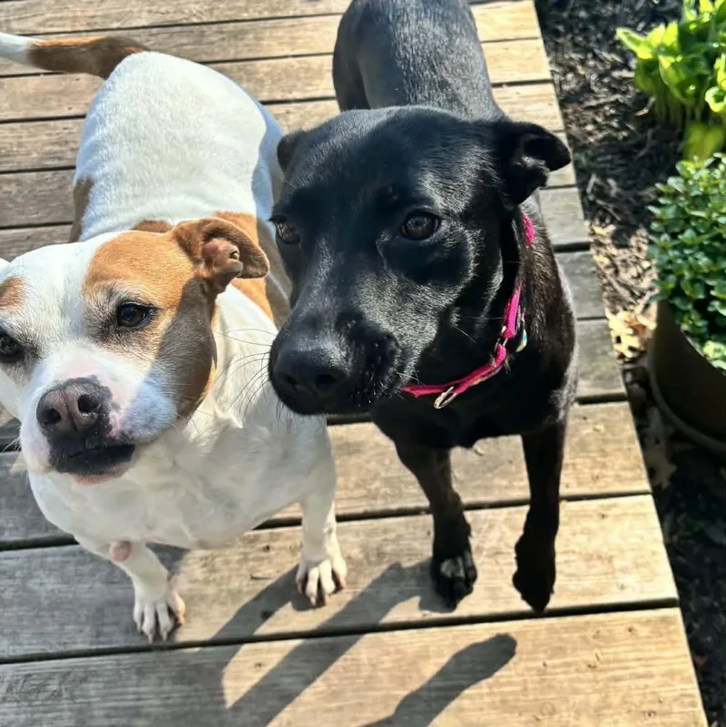 Meet Kiwi thumbnail 5