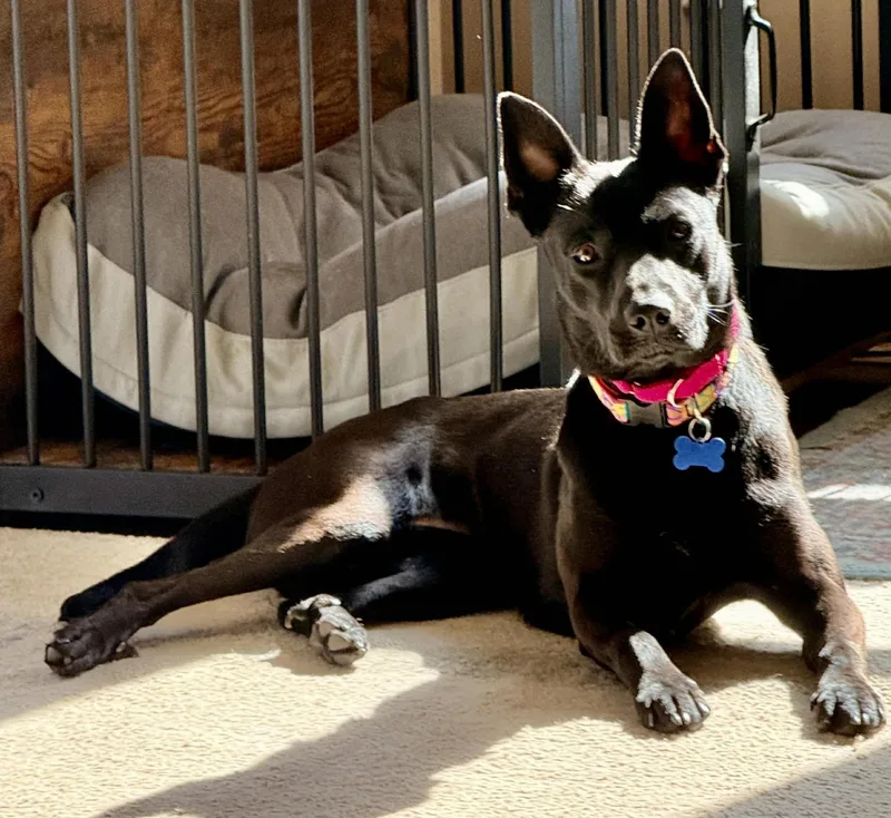 Meet Kiwi thumbnail 6