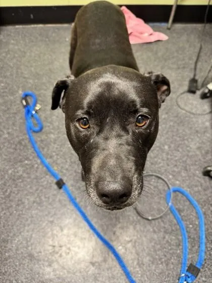 A young small-sized female Labrador Retriever dog named Dusk for adoption in Roseville, CA