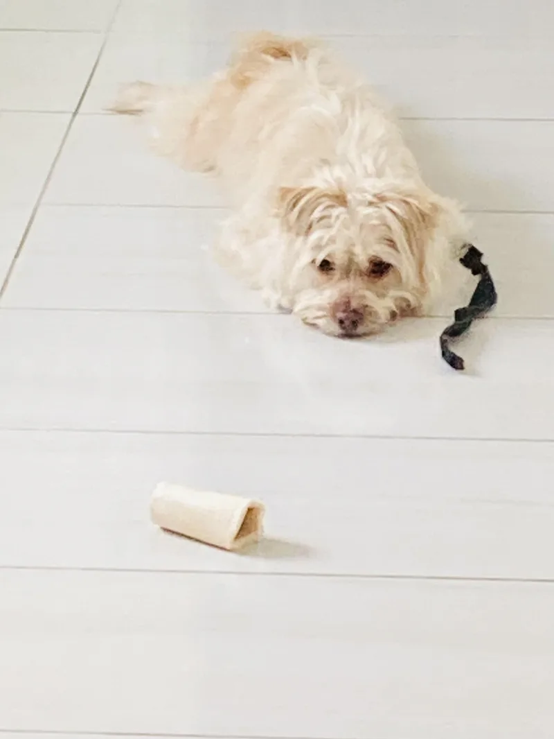An adult small-sized male Maltese dog named Chewy for adoption in Grayson, GA