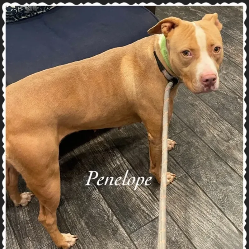 An adult medium-sized female American Staffordshire Terrier dog named Penelope for adoption in Canyon, TX