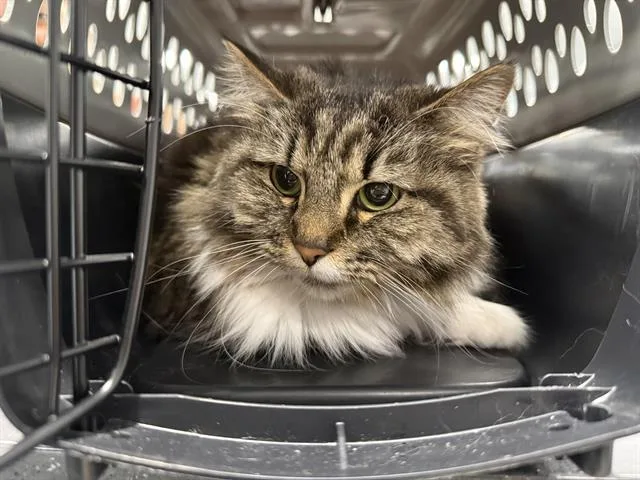 An adult medium-sized female Domestic Long Hair cat named Artemis for adoption in Charlotte, NC