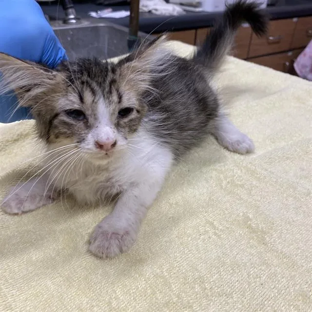 A baby small-sized female Domestic Long Hair cat named A for adoption in Modesto, CA