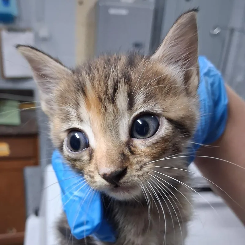 A baby small-sized female Brown / Chocolate Domestic Short Hair cat named Rosalina @ Petco on for adoption in Summerville, SC