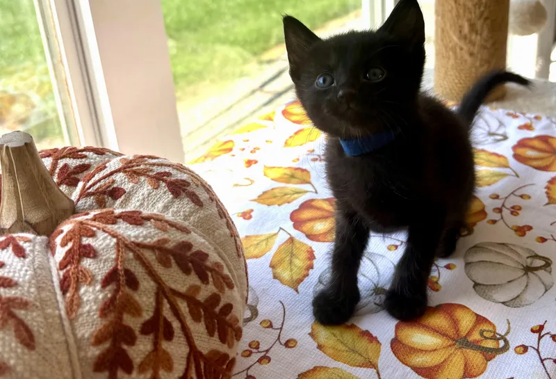A baby medium-sized male Black Domestic Short Hair cat named Tweed for adoption in Bethel, OH