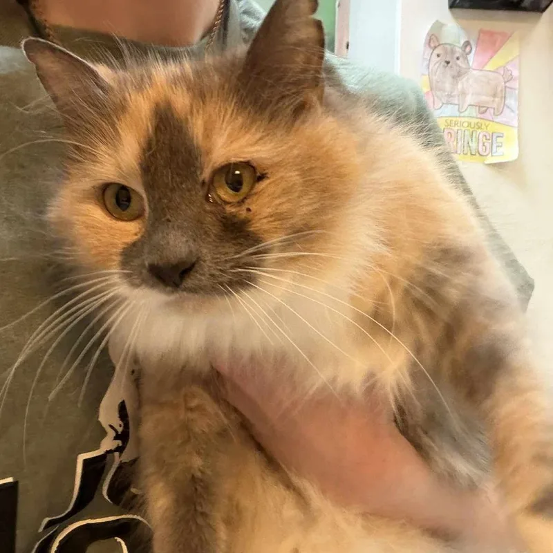 An adult medium-sized female Torbie Domestic Long Hair cat named Truffles for adoption in Beckley, WV