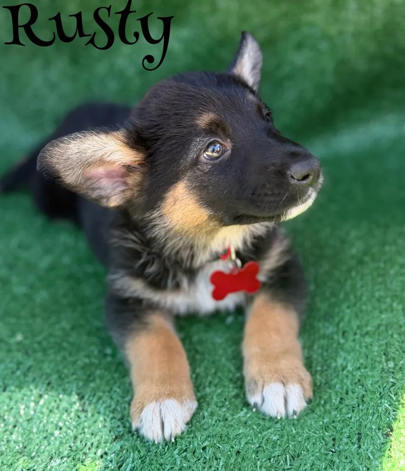 A baby large-sized male Brown / Chocolate German Shepherd Dog dog named Rusty for adoption in Pleasant Hill, CA