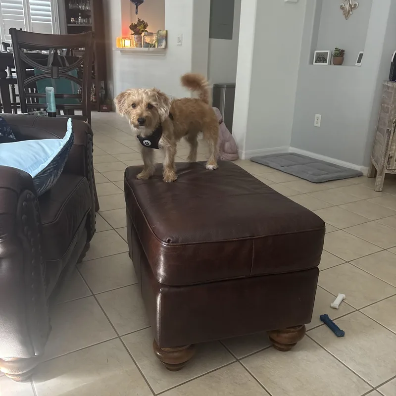 A young small-sized male Cairn Terrier dog named Bob for adoption in Bradenton, FL