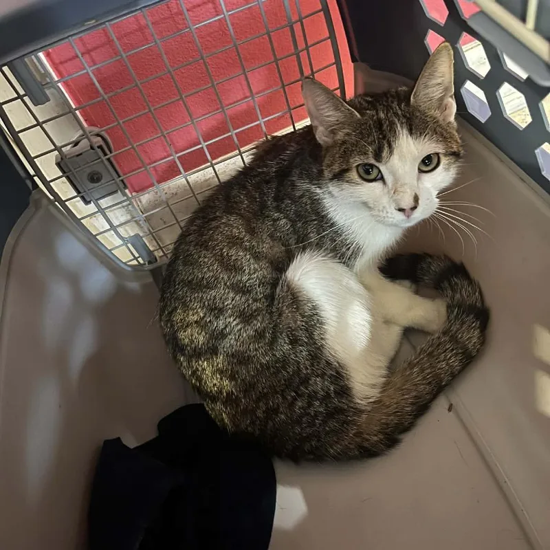 A young small-sized female Brown / Chocolate Domestic Short Hair cat named Cloverly for adoption in Pasadena , MD