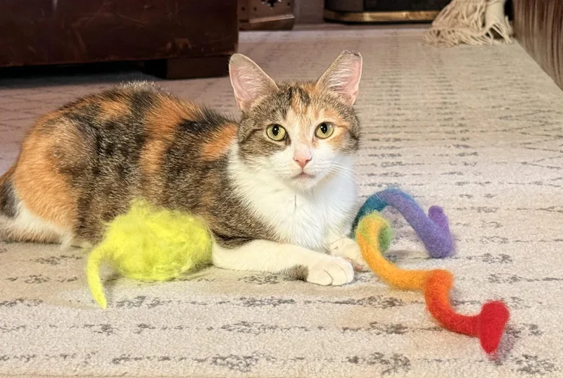 A young medium-sized female Calico Domestic Short Hair cat named Bianca for adoption in Milwaukee, WI