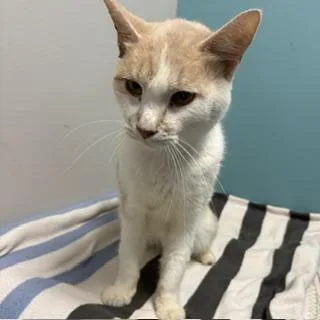 A young small-sized male Domestic Short Hair cat named Harry for adoption in Janesville, WI