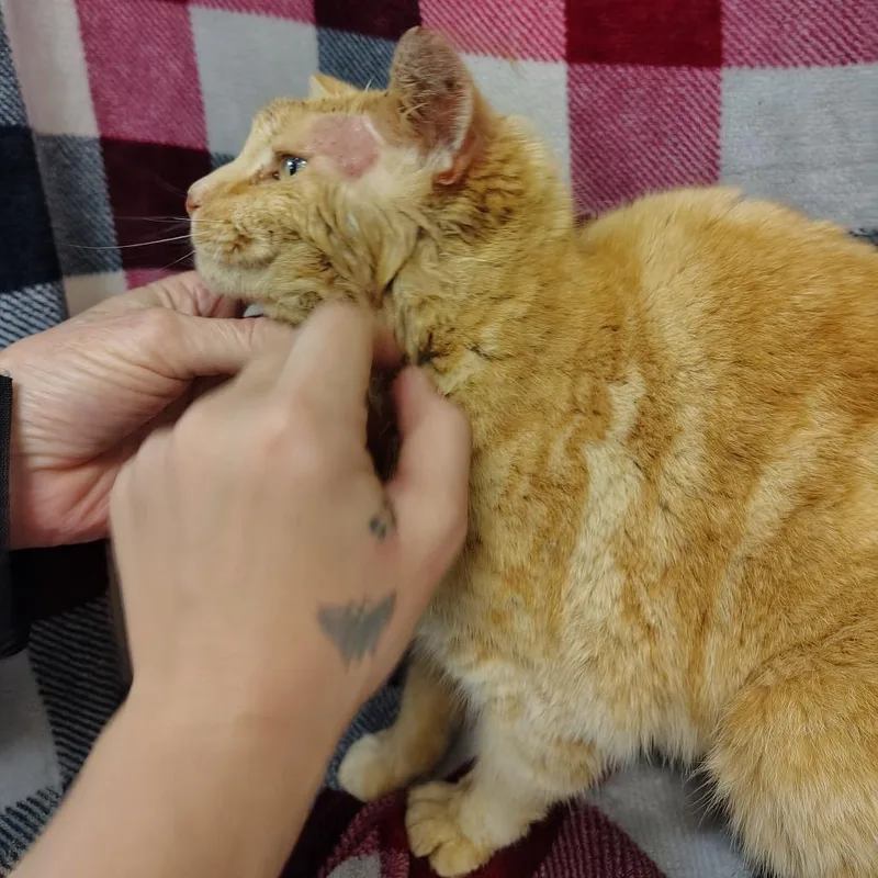 A senior medium-sized male Orange / Red Domestic Short Hair cat named G Baker for adoption in Coos Bay, OR