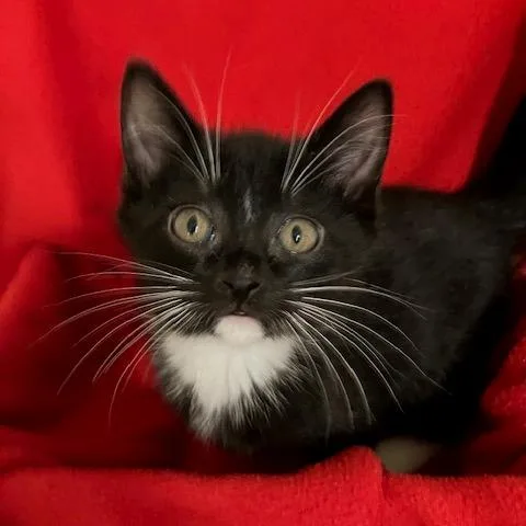 A baby small-sized male Black Domestic Short Hair cat named Nico for adoption in Upland, CA