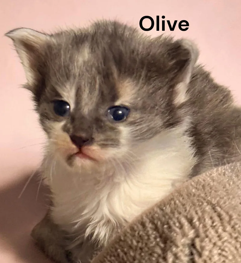 A baby medium-sized female Dilute Calico cat named Olive for adoption in Weems, VA