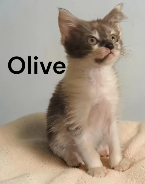 Olive thumbnail 2